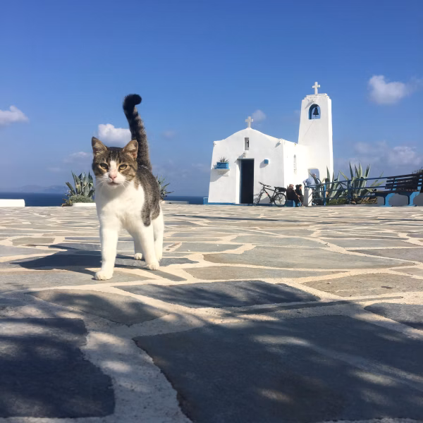 Mama Mia Cat 1