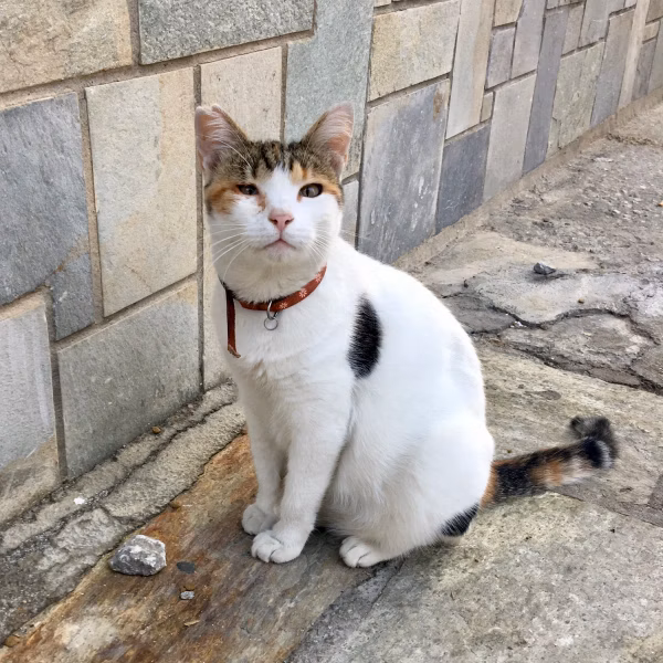 Mama Mia Cat 2