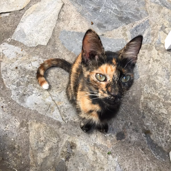 Mama Mia Cat 3