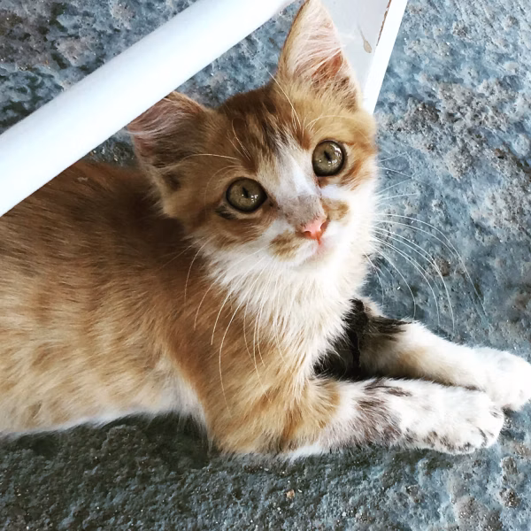Mama Mia Cat 4