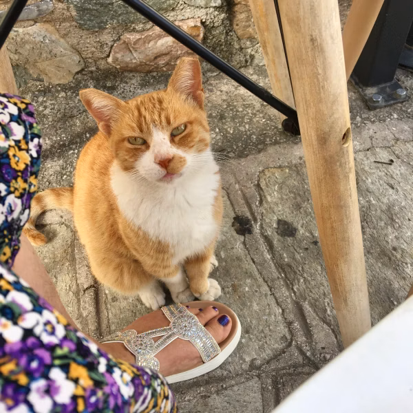 Mama Mia Cat 5