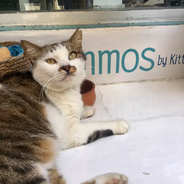 Mama Mia Cat 6