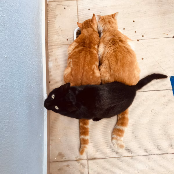 Mama Mia Cat 7